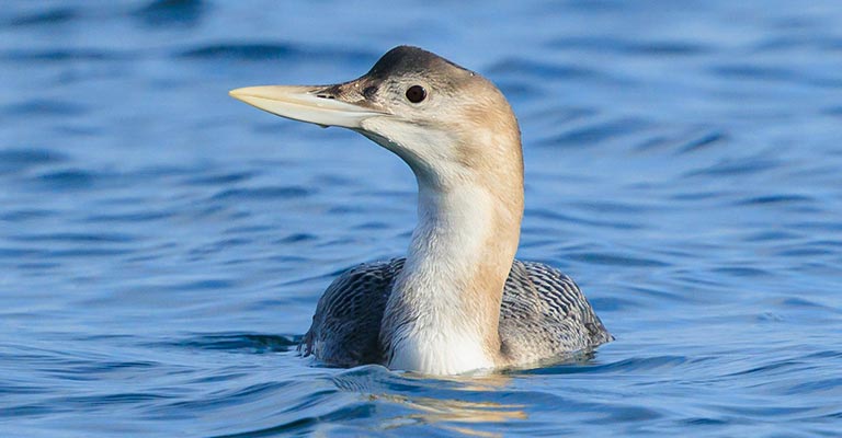 Yellow-billed Loon Life History