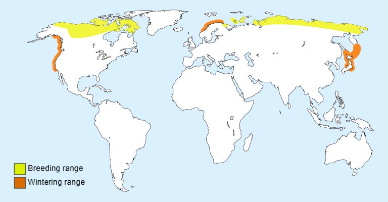 Yellow-billed Loon Range Map