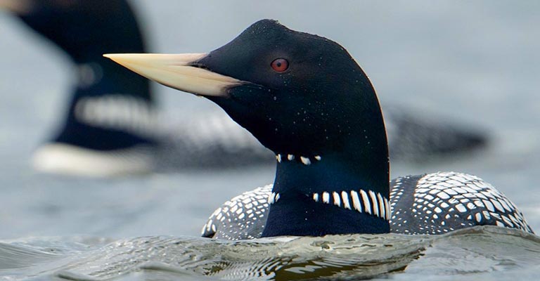 Yellow-billed Loon Red Eye