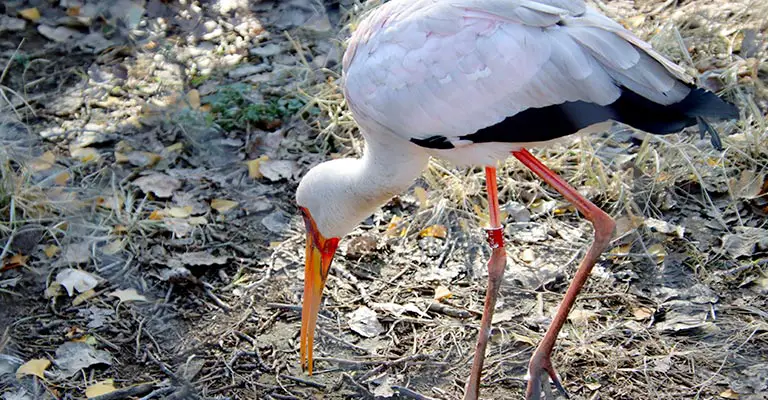 Yellow-billed Stork Life History