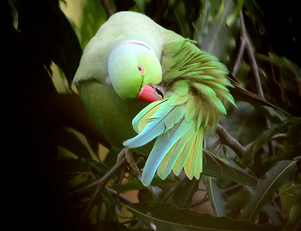 common Diseases and their Treatment of a Rose-Ringed Parakeet