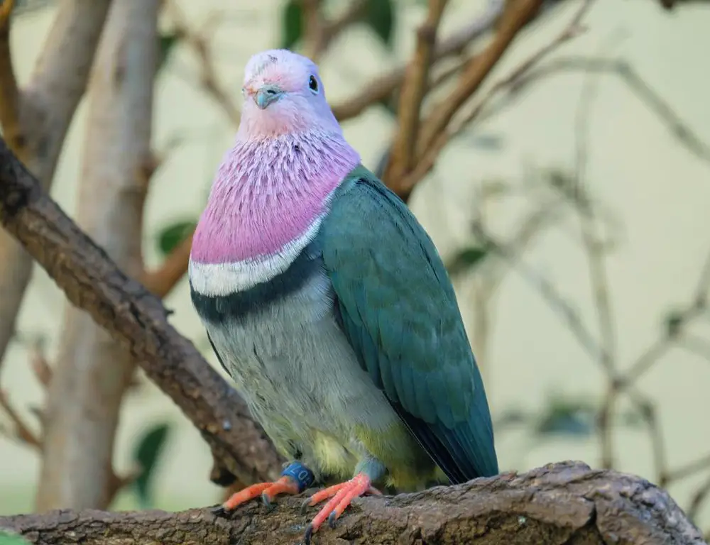 A Deeper Look into the Life History of the Pink-Headed Fruit Dove