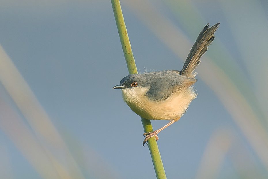 Ashy Prinia