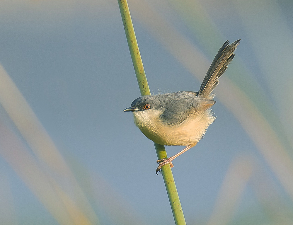 Ashy Prinia