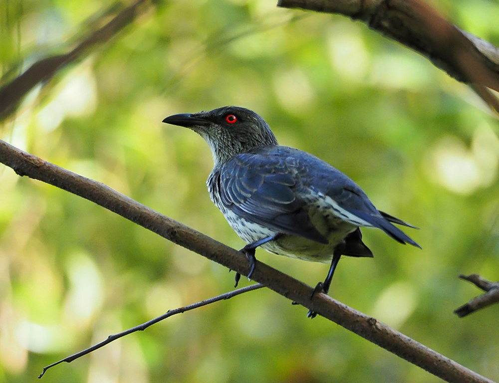 Asian Glossy Starling