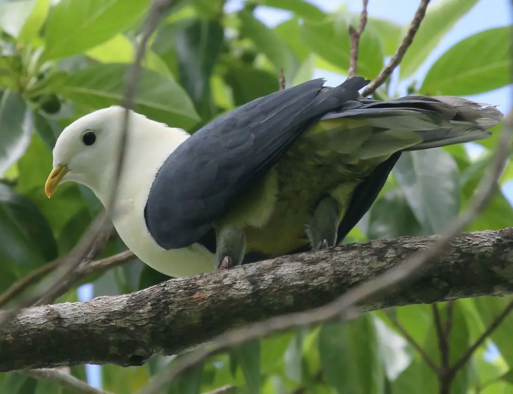 Diet and Feeding Behavior of the Banded Fruit Dove