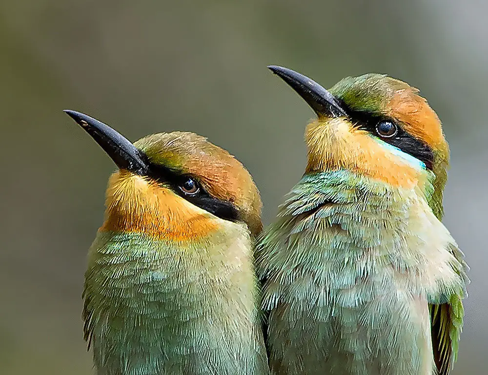 Bee-Eater Facial Feature