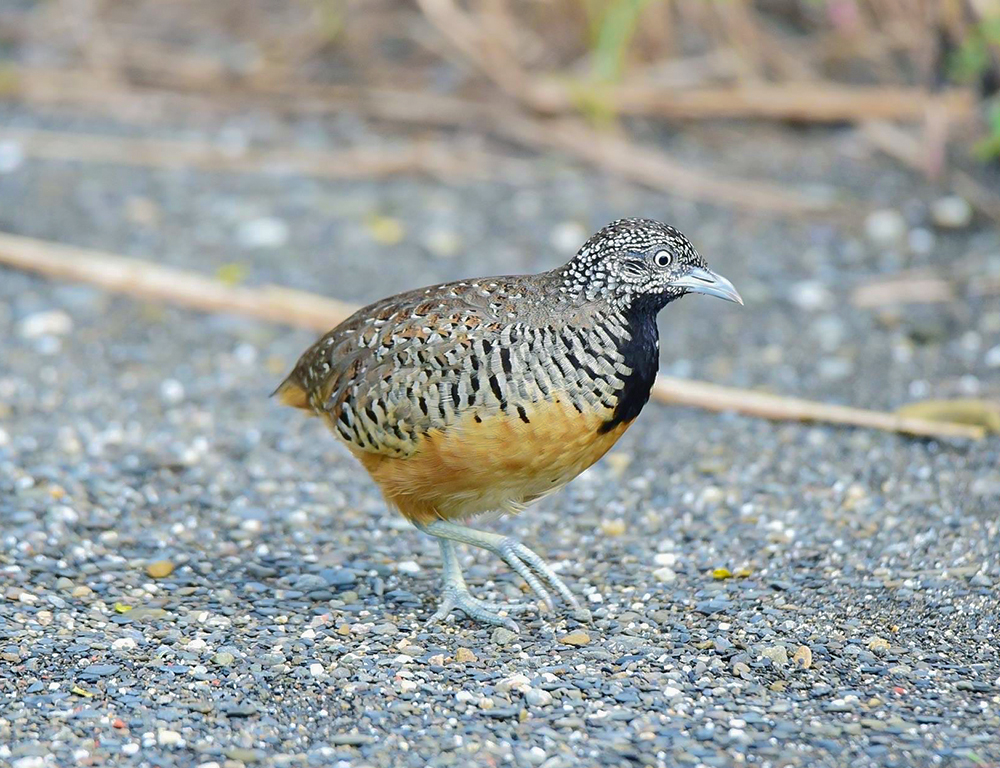 Behavior and Diet of Barred Buttonquails