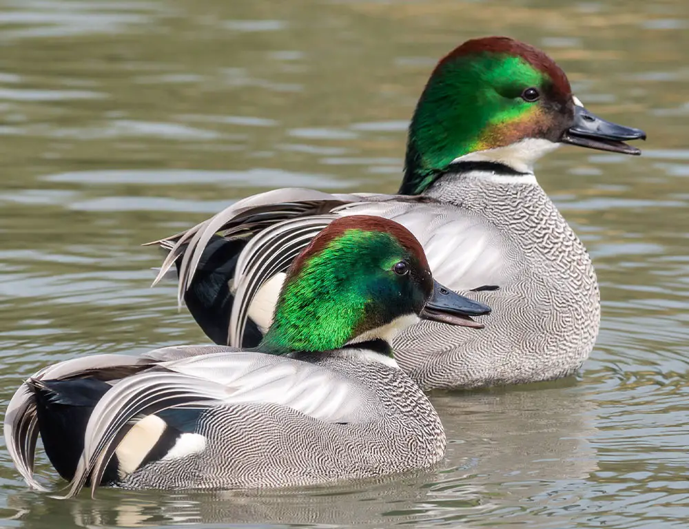 Behavior and Diet of Falcated Duck