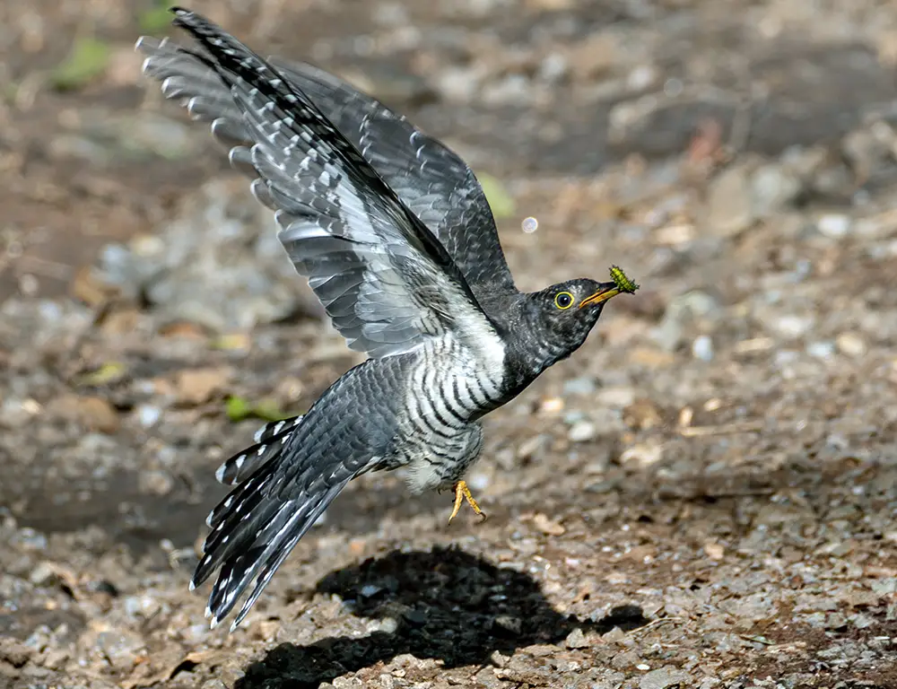 Behavior and Diet of Himalayan Cuckoo