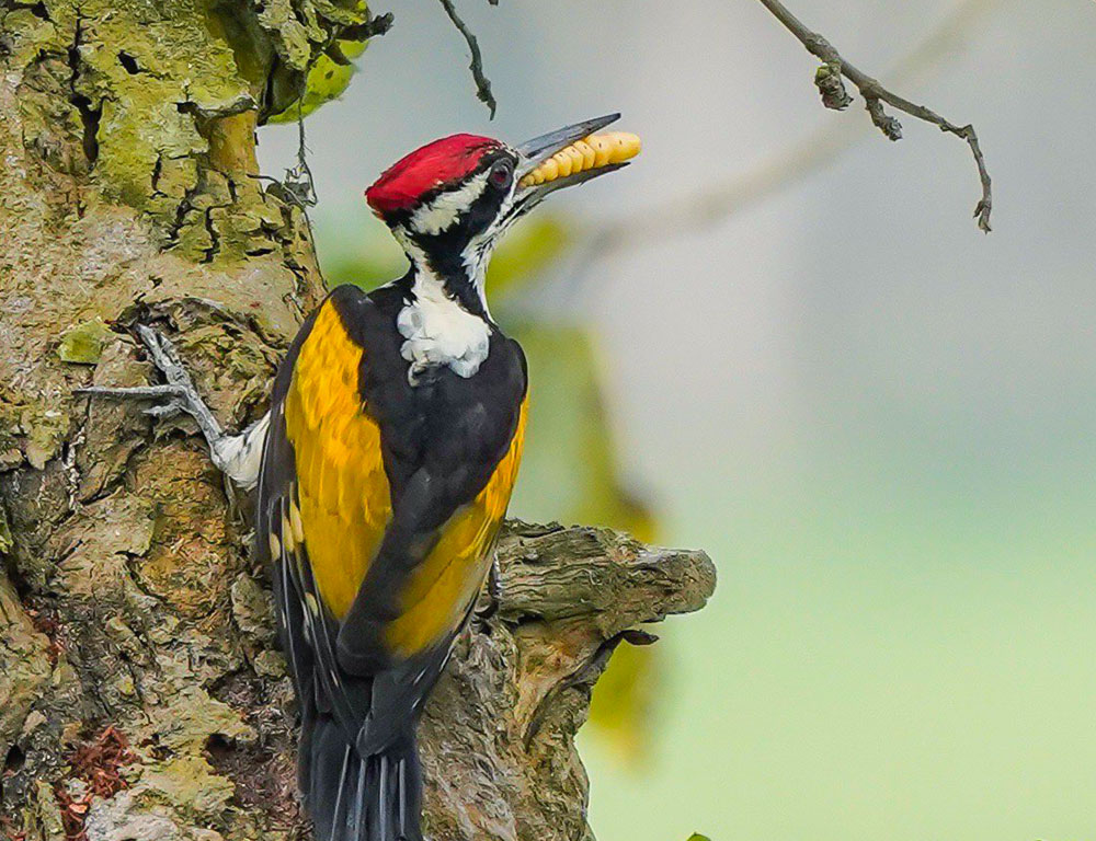Behavior and Diet of White-Naped Woodpecker