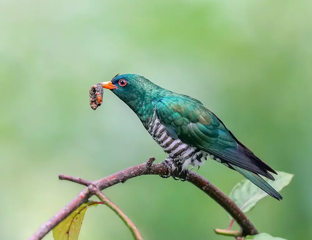 Behavior and Diet of the Asian Emerald Cuckoo