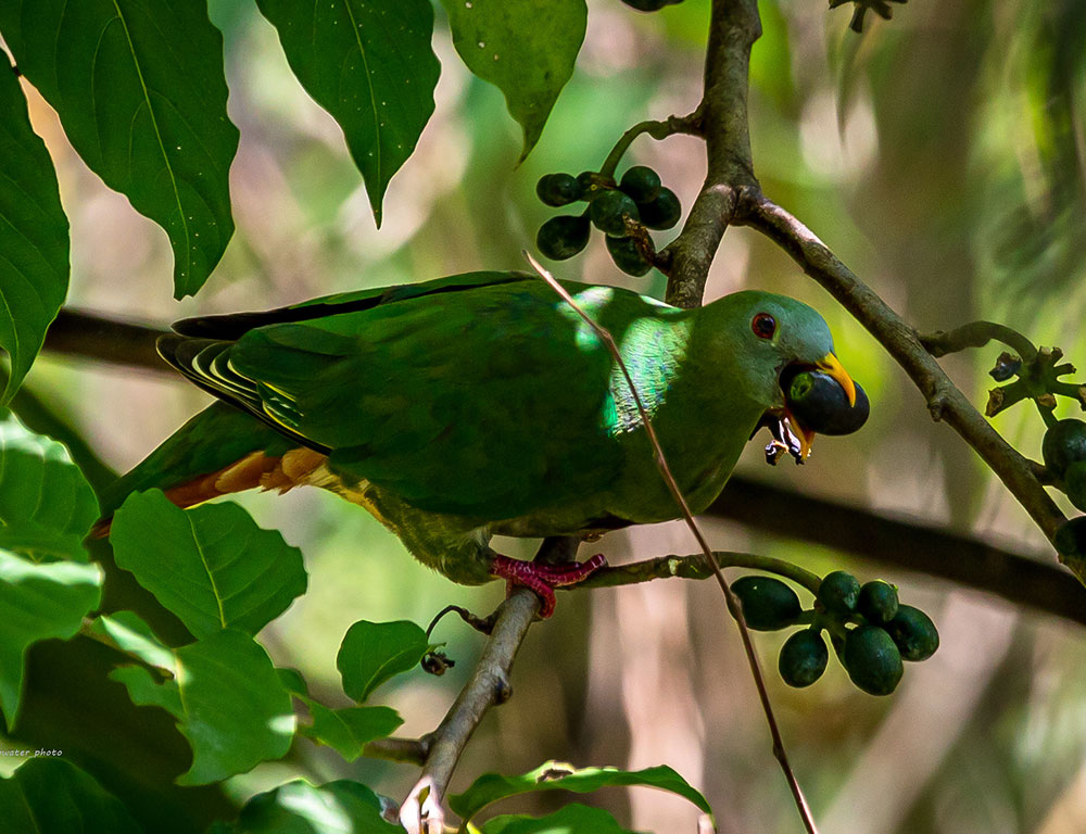 Behavior and Diet of the Black-Chinned Fruit Dove