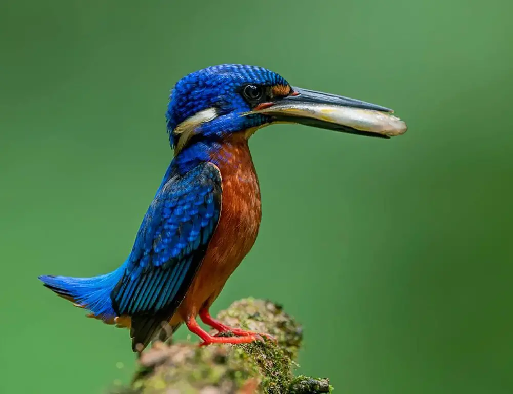 Behavior and Diet of the Blue-Eared Kingfisher