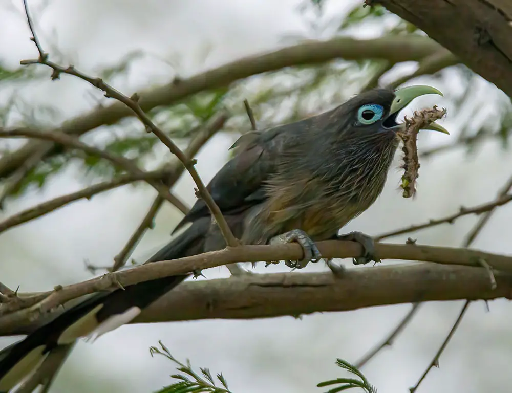 Behavior and Diet of the Blue-Faced Malkoha