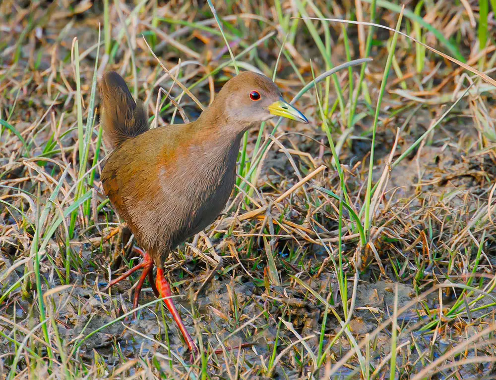 Behavior and Diet of the Brown Crake