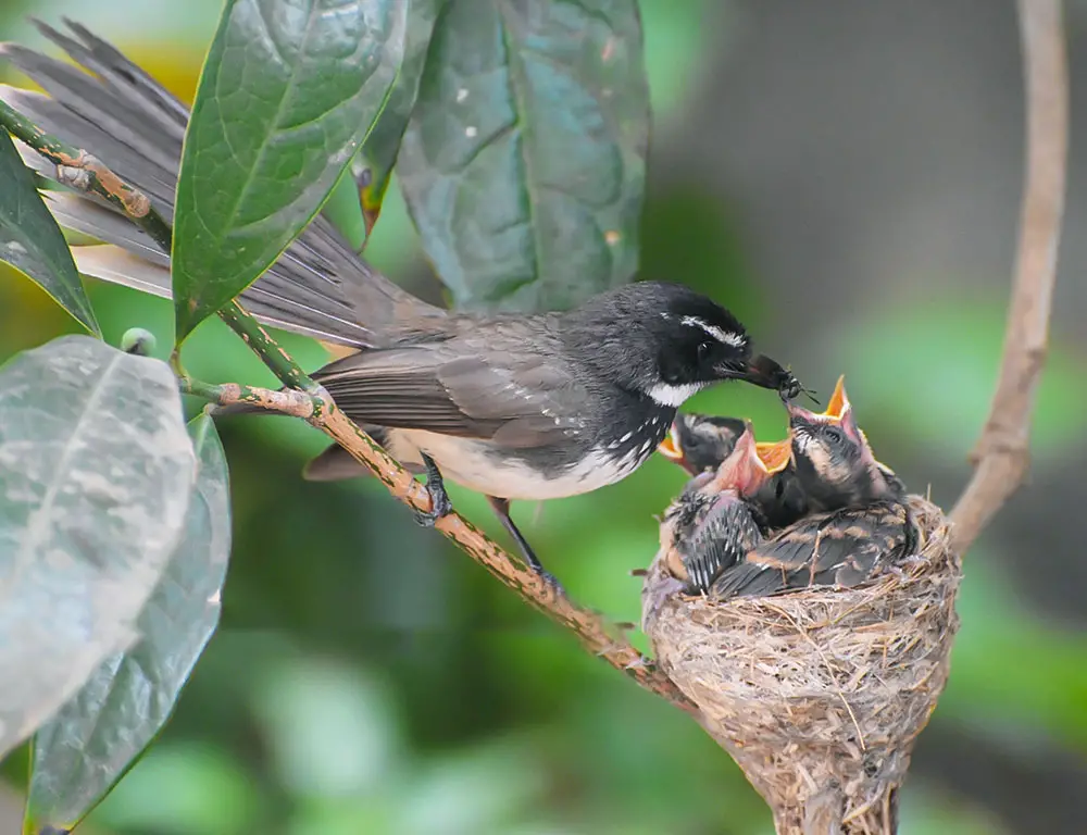 Behavior and Diet of the Malaysian Pied Fantail
