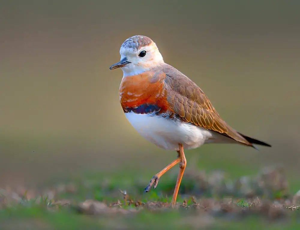 Behavior and Diet of the Oriental Plover