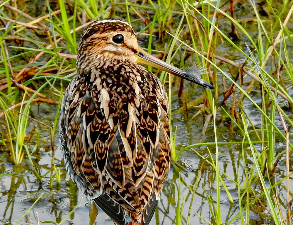 Behavior and Diet of the Pin-Tailed Snipe
