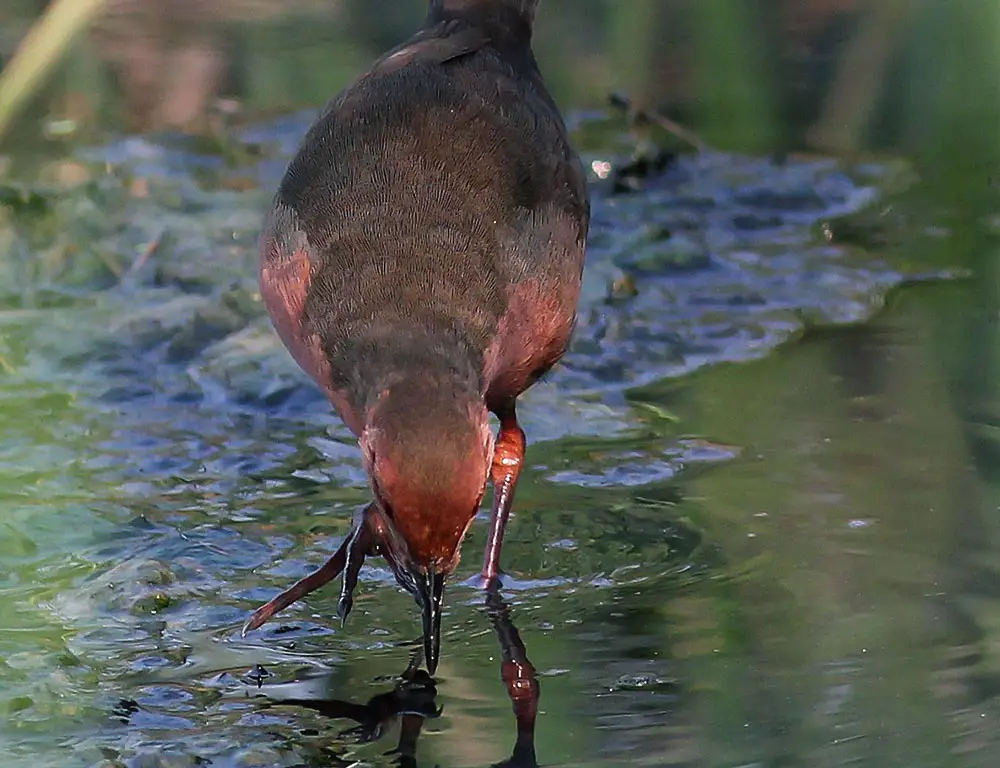 Behavior and Diet of the Ruddy-Breasted Crake