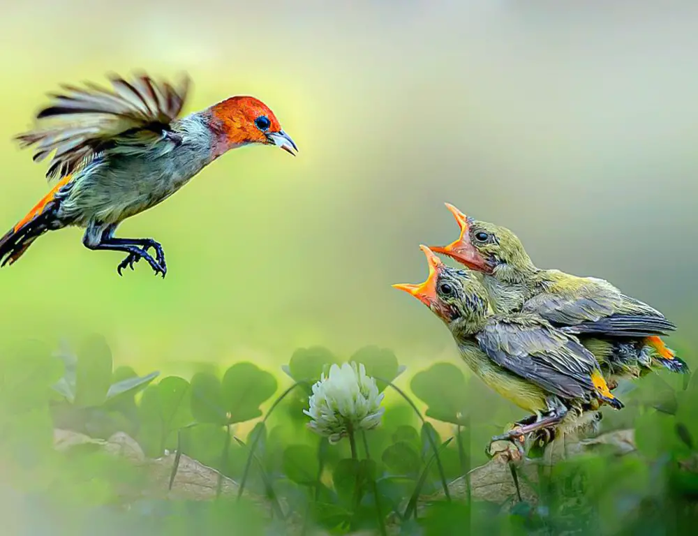 Behavior and Diet of the Scarlet-Headed Flowerpecker