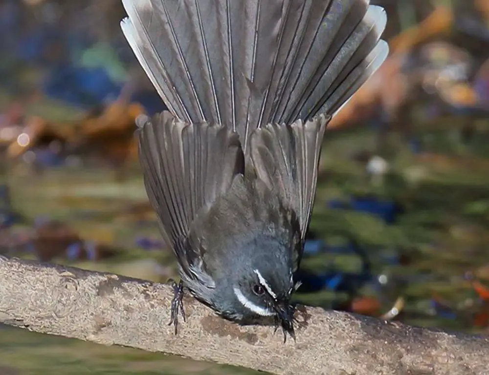 Behavior and Diet of the White-Browed Fantail