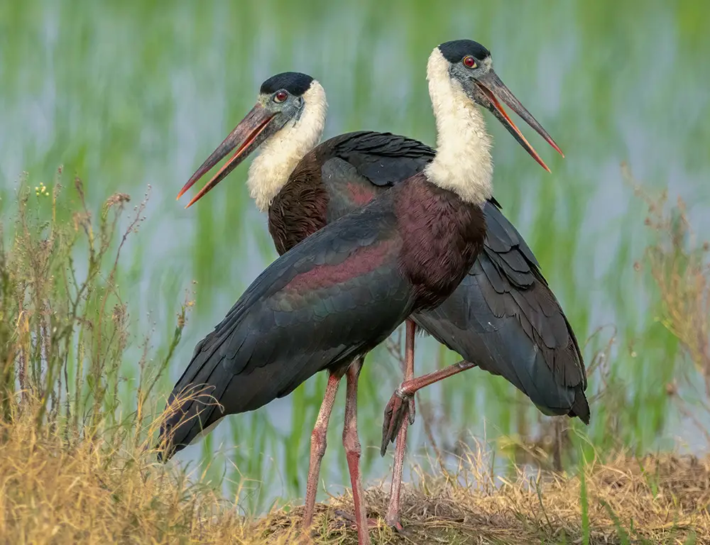 Behavior and Diet of the Woolly-Necked Stork