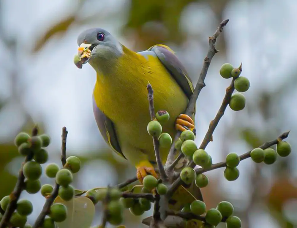 Behavior and Diet of the Yellow-Footed Green Pigeon