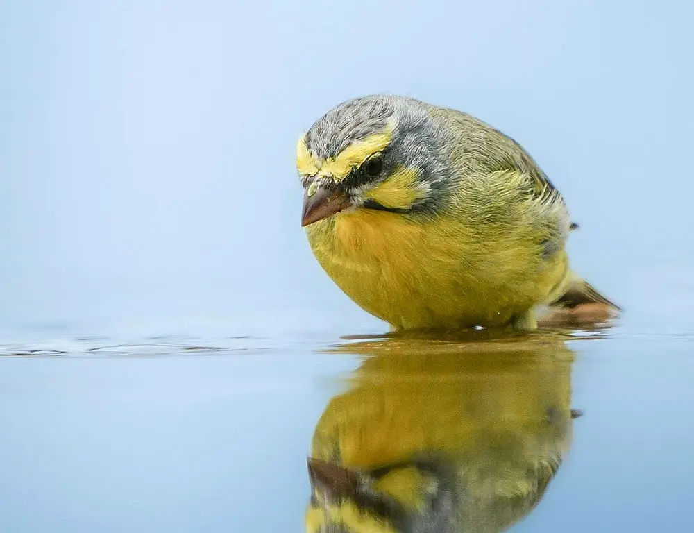Behavior and Diet of the Yellow-Fronted Canary