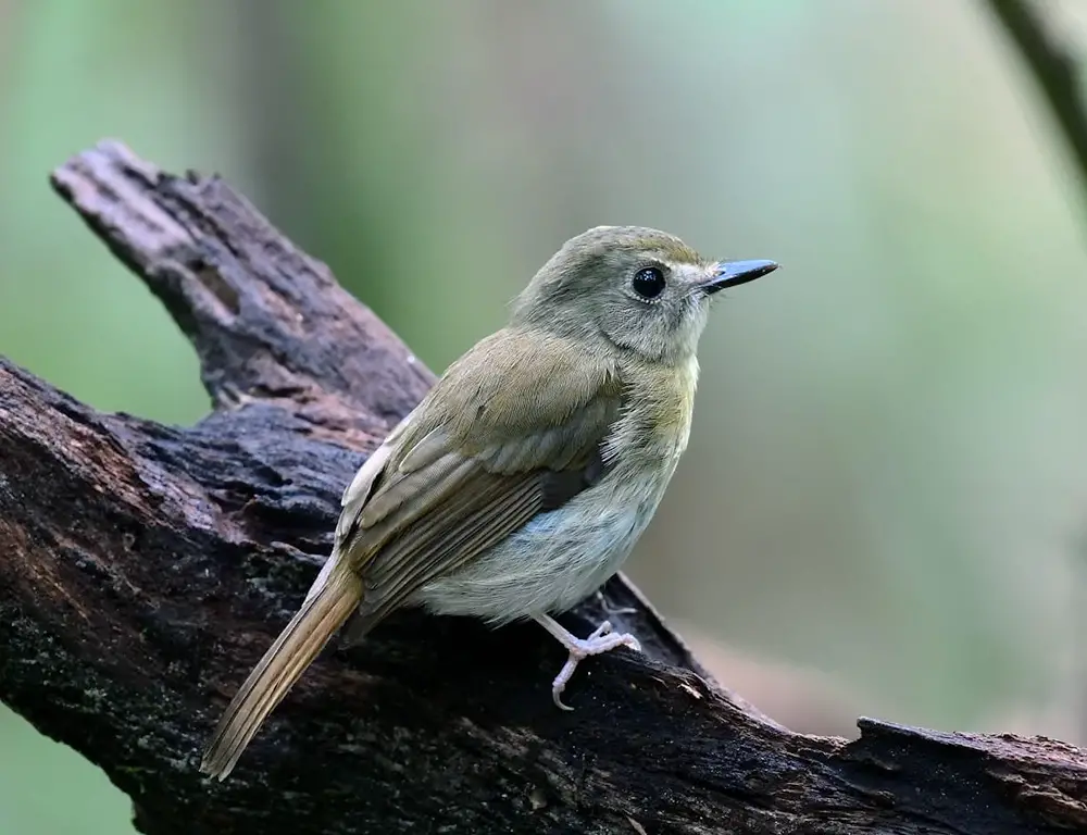 Behaviors and Diet of the Fulvous-Chested Jungle Flycatcher