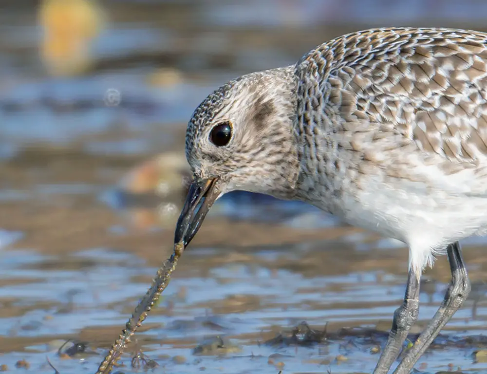 Bill and Eyes of grey plover