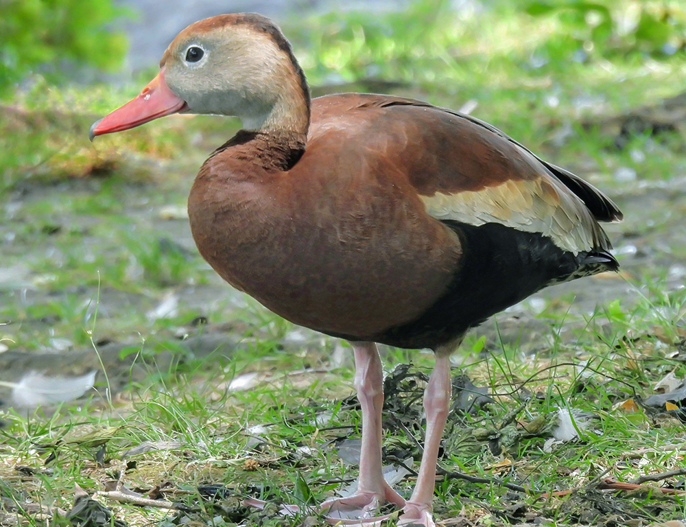 Black-Bellied Whistling Duck