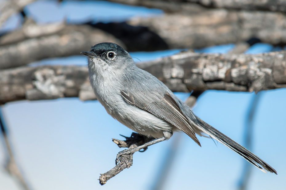 Black-Capped Gnatcatcher