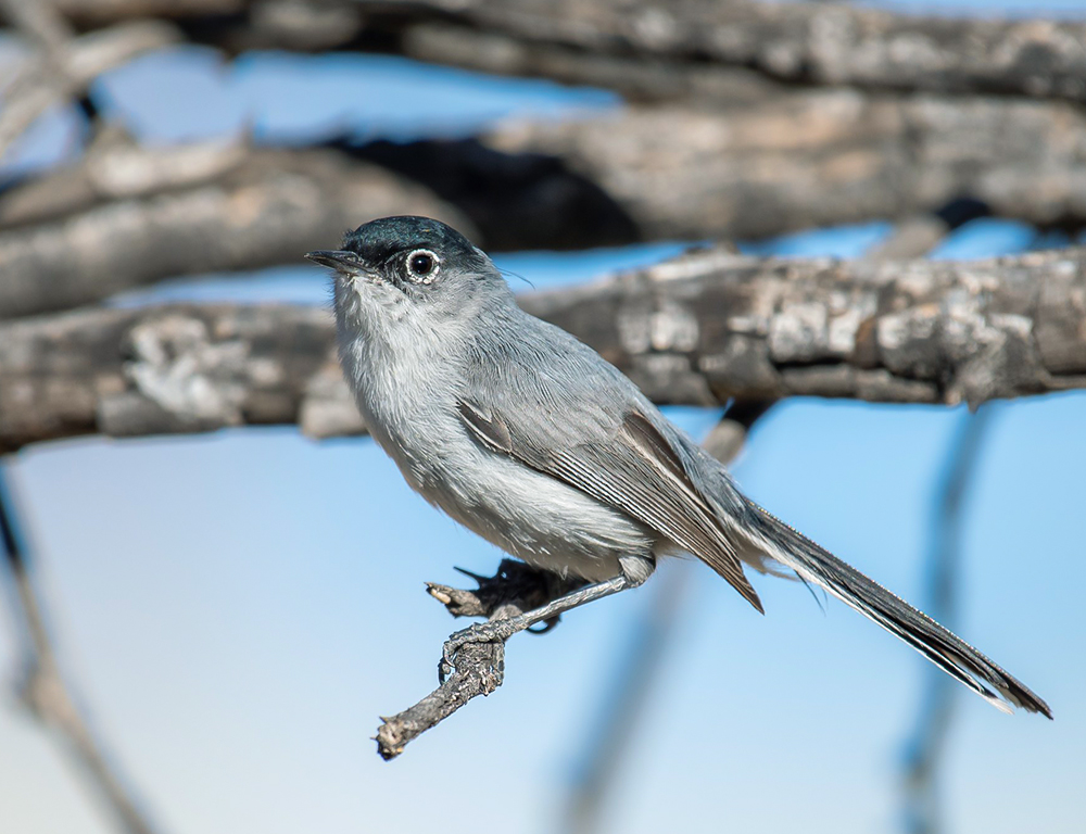 Black-Capped Gnatcatcher