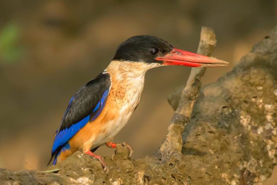 Black-Capped Kingfisher