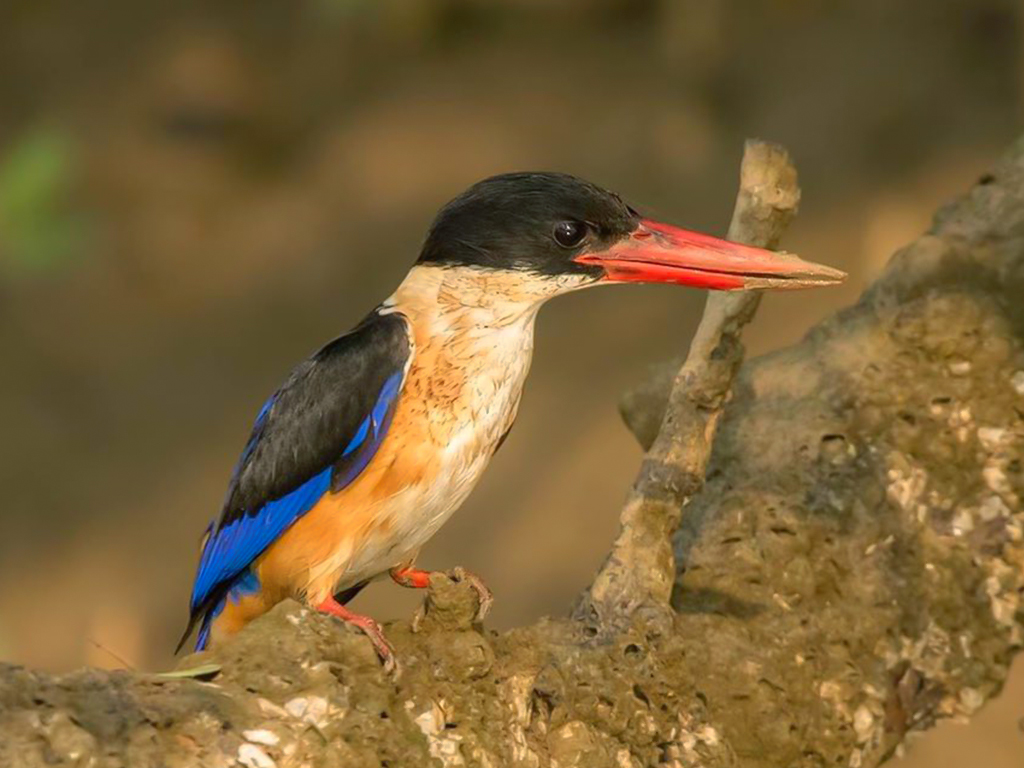 Black-Capped Kingfisher