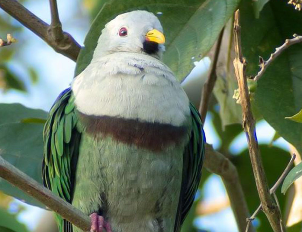 Conservation Status of the Black-Chinned Fruit Dove