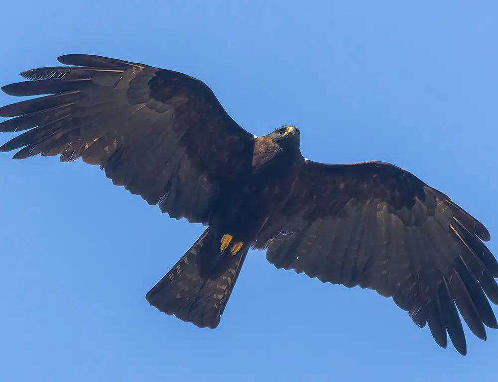 How to Identify Black Eagle