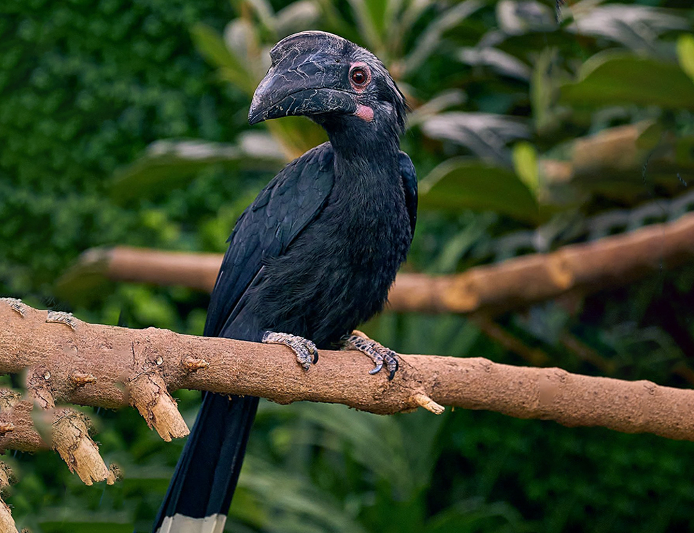 Black Hornbill