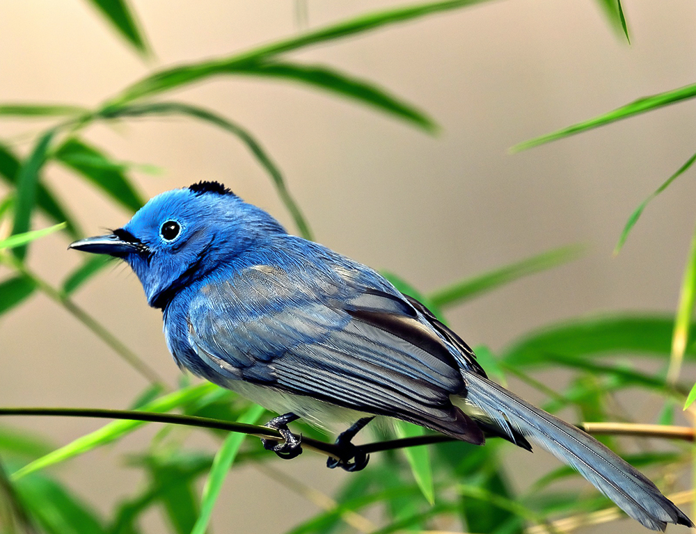 Black-Naped Monarch