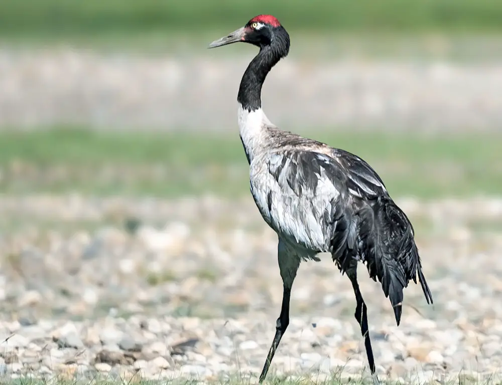 Black-Necked Crane