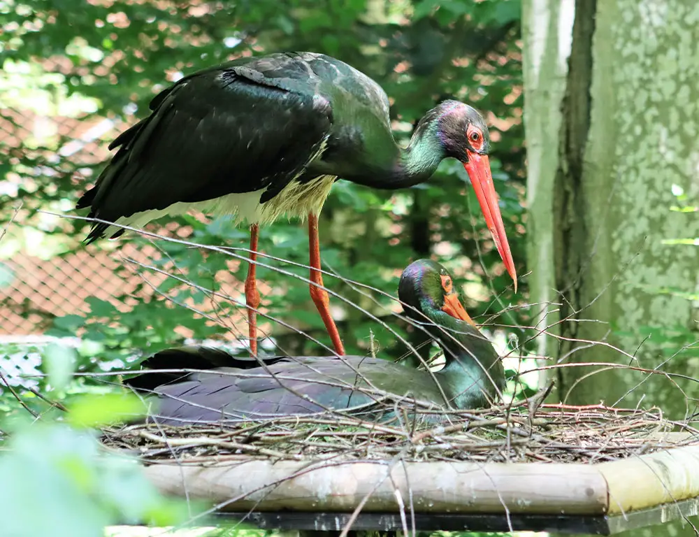 Black Stork Nesting