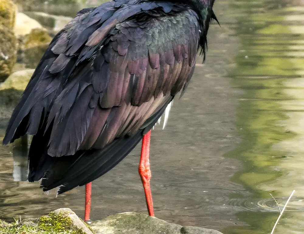 Black Stork tail and wing