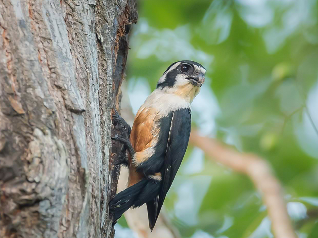 Black-Thighed Falconet