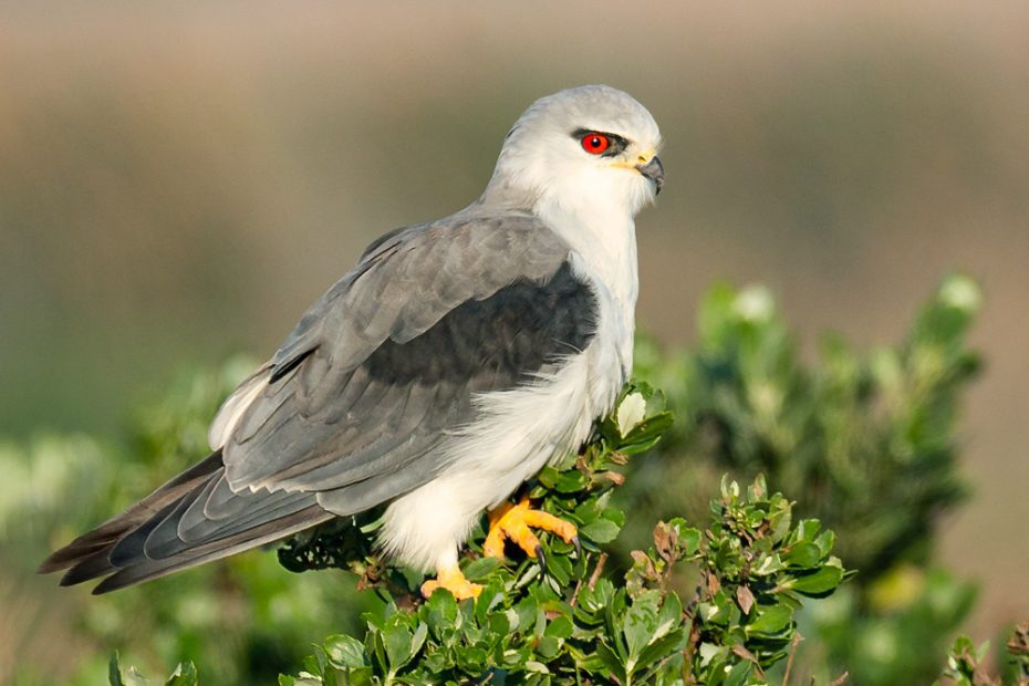 Black-Winged Kite