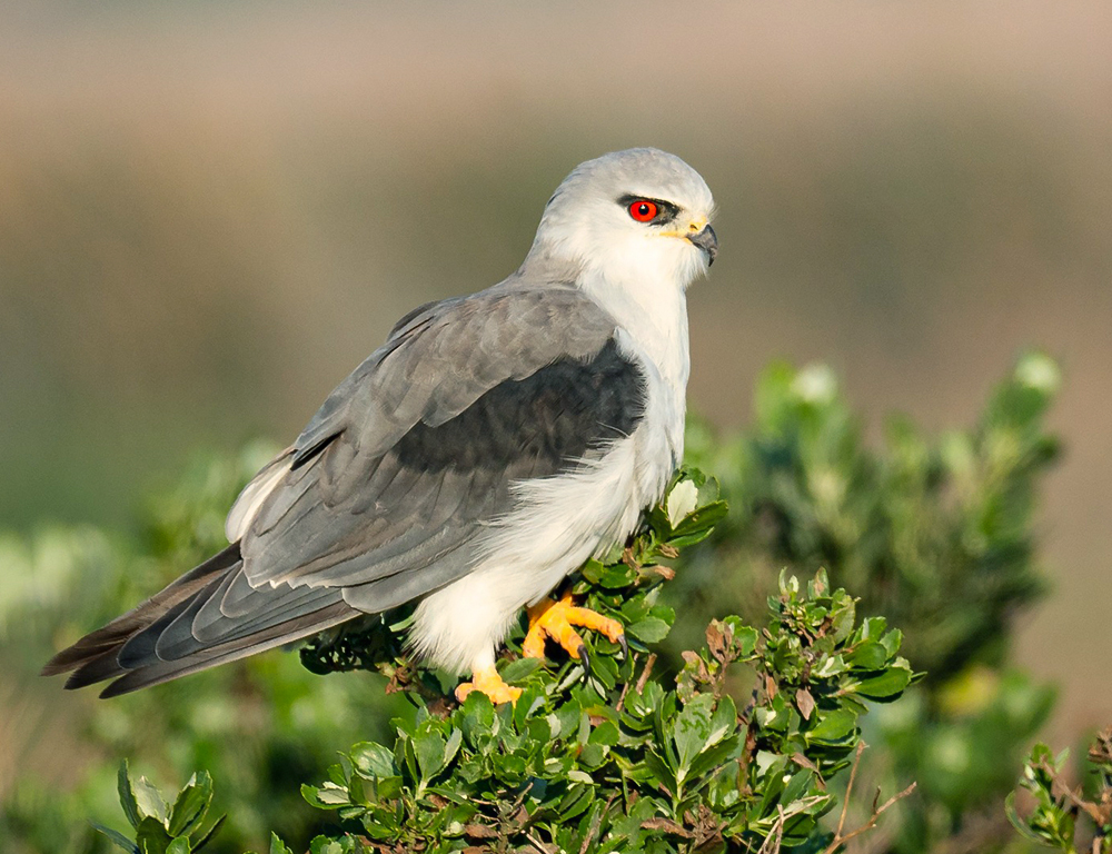 Black-Winged Kite