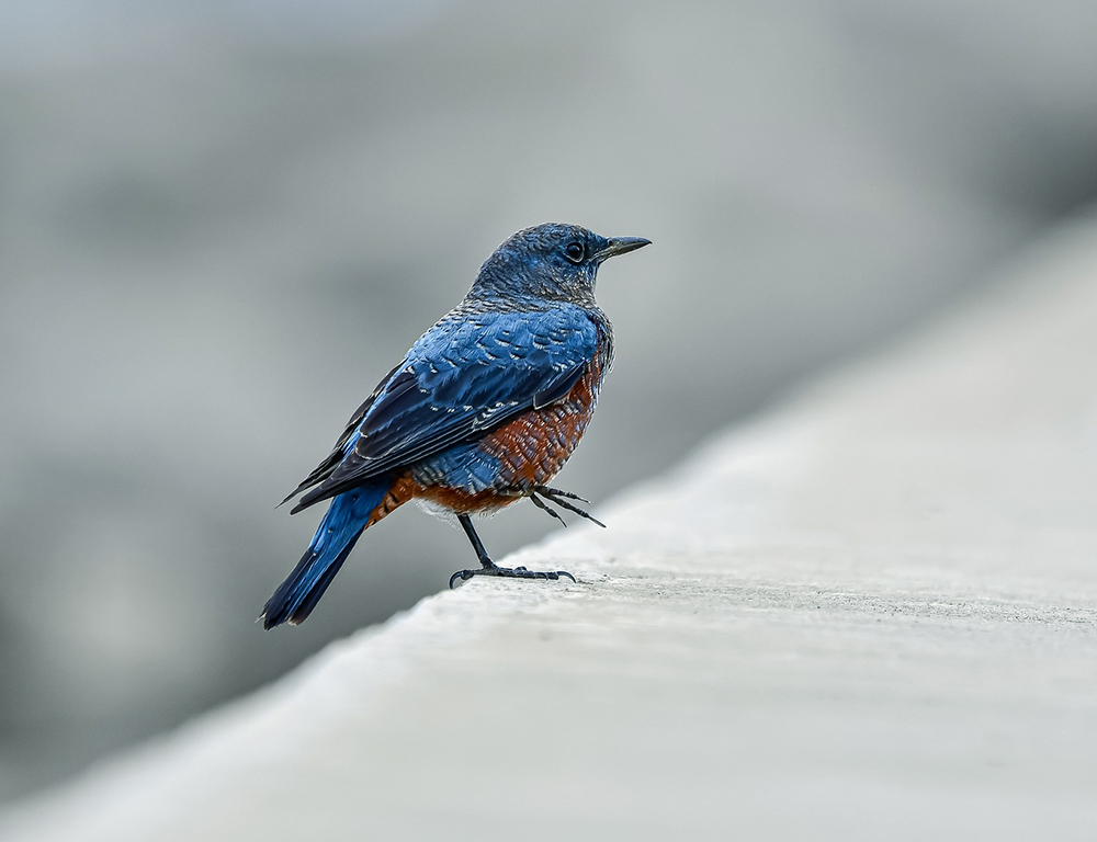 Blue-Capped Rock Thrush