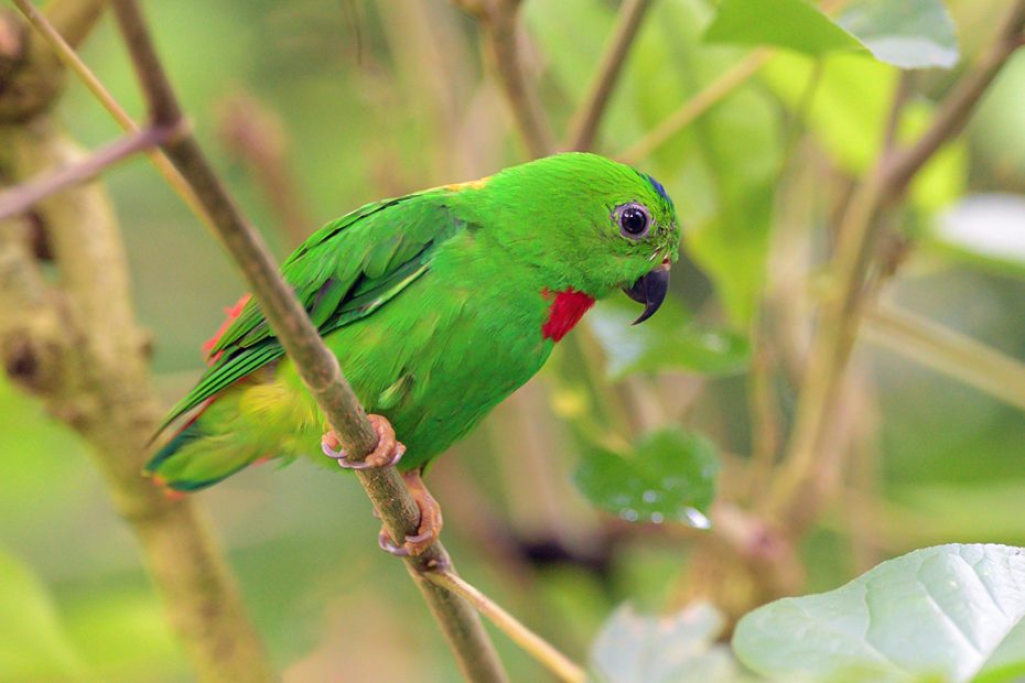 Blue-Crowned Hanging Parrot