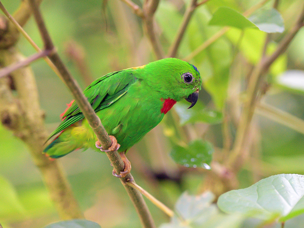 Blue-Crowned Hanging Parrot