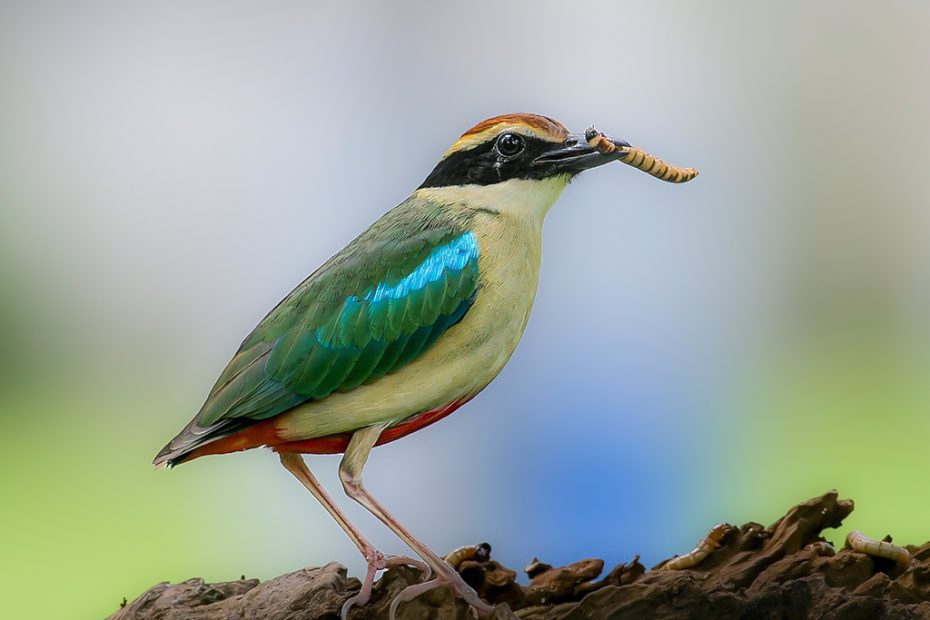 Blue-Winged Pitta